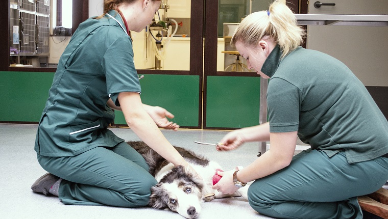 Two veterinay nurses look after an injured dog at the vetenary clinit