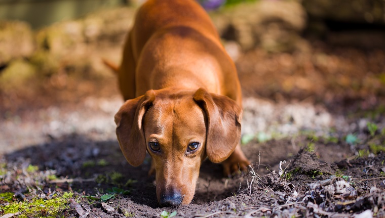 Dachshund dog sniffing dirt and staring at camera.