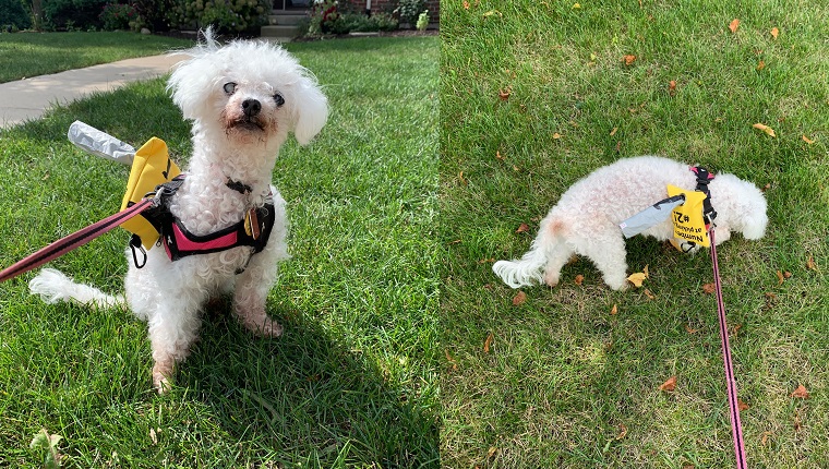 Ready for adventure! Must sniff everything! 