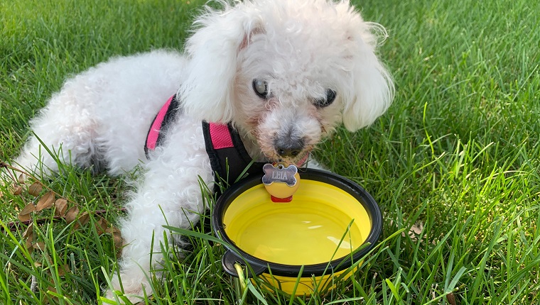 Voila, portable water bowl, thanks to DogiPack