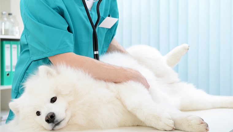 Samoyed dog on the examination by a veterinarian