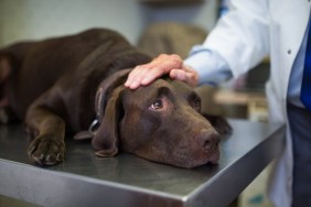 Vet and Labrador retriever