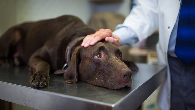 Vet and Labrador retriever