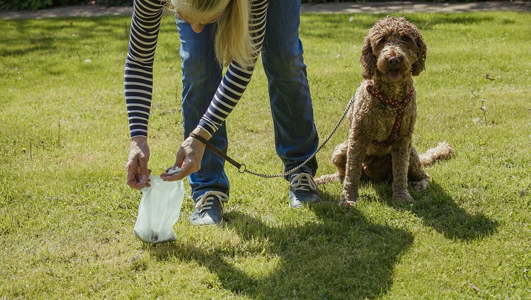 A mature woman cleaning up after her dog as she picks up his dog poo.