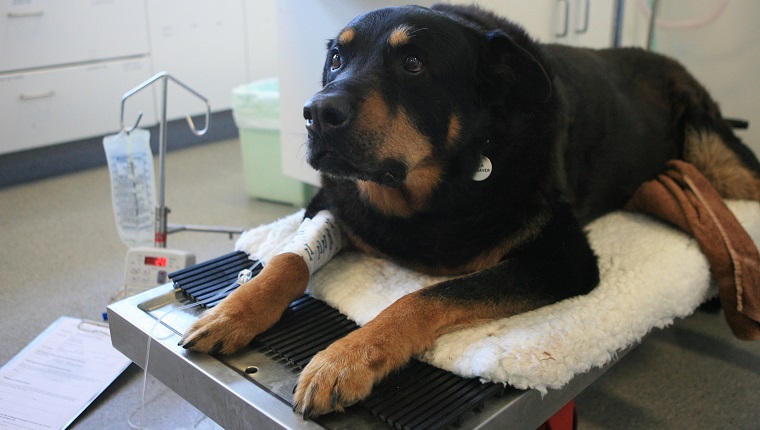 (AUSTRALIA OUT) Zap the rottweiler who gave blood to Rocky the German Shepherd who had two bullets removed in an operation after saving its owner from three burglars in Kingsford, 11 October 2006. SMH Picture by JON REID