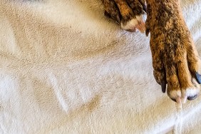 snaggletooth dog makes a funny face on a white couch before nap