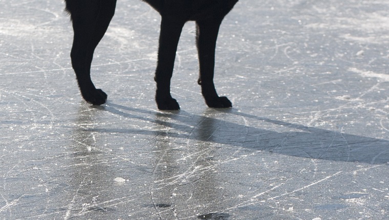 Black lab on a frozen lake