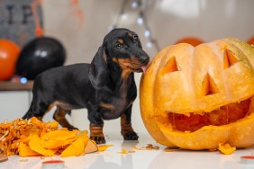 Someone made pumpkin lantern to decorate apartment for a Halloween party. Mischievous dachshund puppy has climbed on table and is trying to eat vegetable while owner is distracted