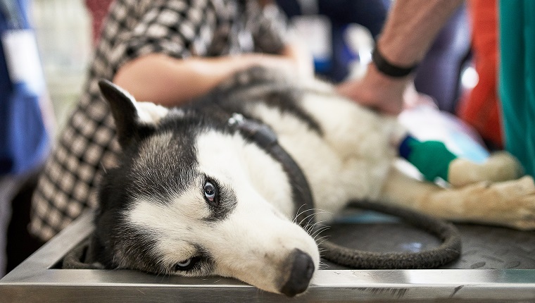 Veterinary control campaign. Dog Is Have Ultrasound Diagnostic In Veterinary Office.