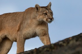 A wild puma or mountain lion in Torres Del Paine National Park in Patagonia, Chile