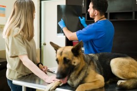 Male veterinarian holding and showing the x-rays scans of a broken bone from a german shepherd dog. Worried owner taking her sick old dog to the vet clinic