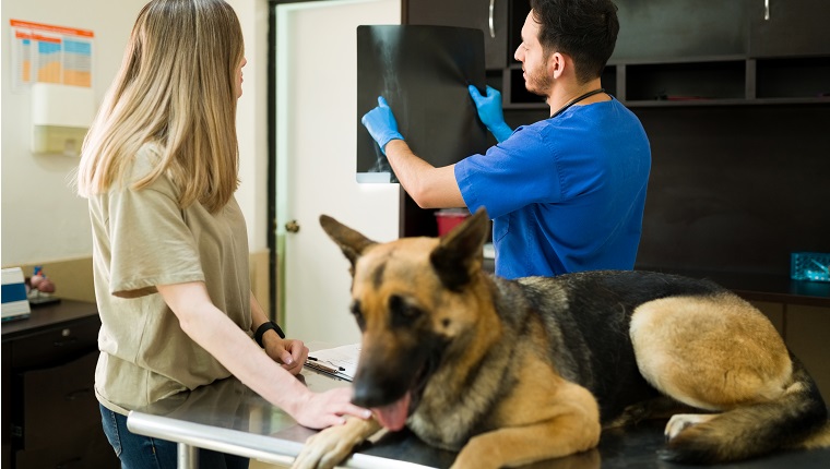 Male veterinarian holding and showing the x-rays scans of a broken bone from a german shepherd dog. Worried owner taking her sick old dog to the vet clinic