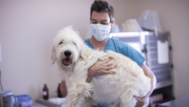 Veternarian holding a big white dog in his arms