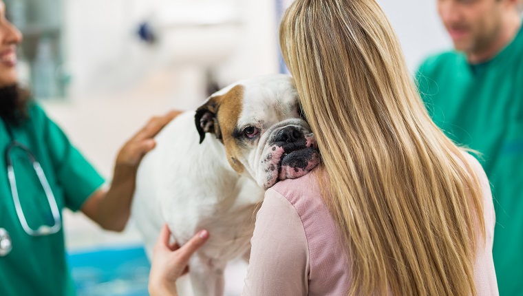 Female Veterinarian Examining Bulldog.