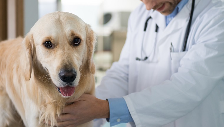 Golden Retriever at Vet.