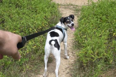 Person's hand holding a leash to walk the dog on a path but the dog is pulling.