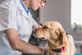 Young female veterinarian checking up the dog at the veterinarian clinic