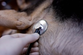 veterinary concept, stethoscope in the heart of a dog.