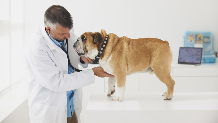 Caucasian veterinarian listening to chest of dog