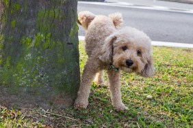 Male poodle urinating pee on tree trunk to mark territory in public park