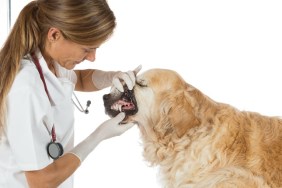 Veterinary performing a dental inspection to a Golden Retriever in clinical