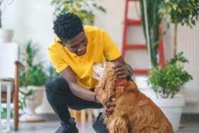 Man petting Cocker Spaniel adopting adult dog