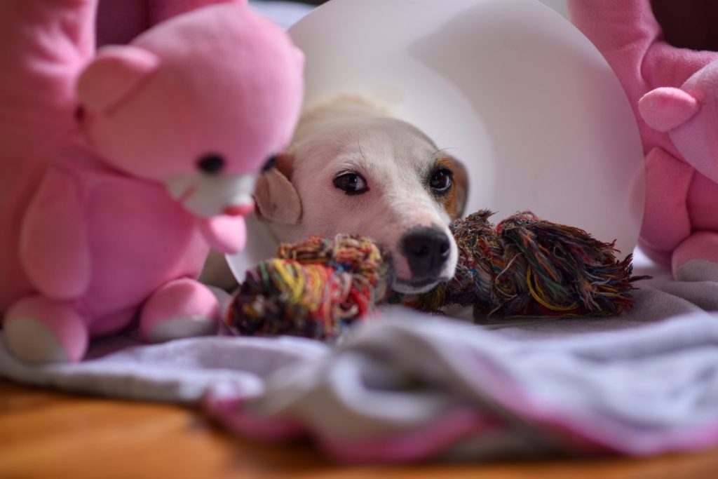 Recovery of female dog at home after spay / neuter surgery. She is surrounded by her favorite pink toy and cloth bone, while she is wearing a cone.