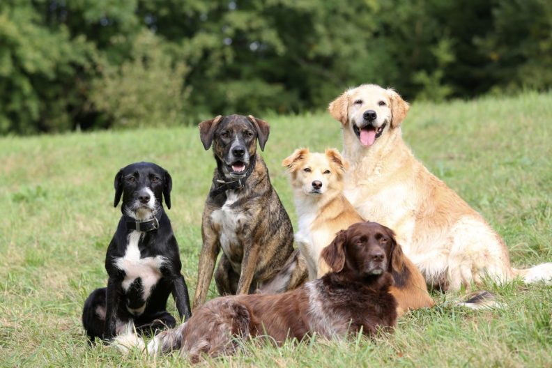 group of dogs different ages and stages