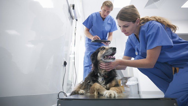 Vets wearing surgical scrubs weighing small dog in veterinary surgery practice, surface level view