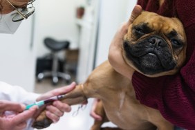 Barcelona, Spain. Veterinarian examining French Bulldog being held by woman. Animal, caucasian, examination, healthcare and medicine, vaccine, job, French Bulldog, physical examination, senior woman, doctor, cute, indoors, veterinary surgery, blood test