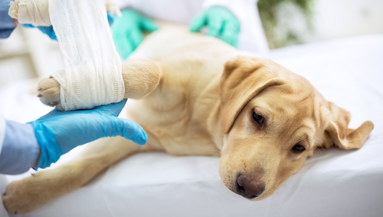 Sad labrador with broken leg at vet surgery