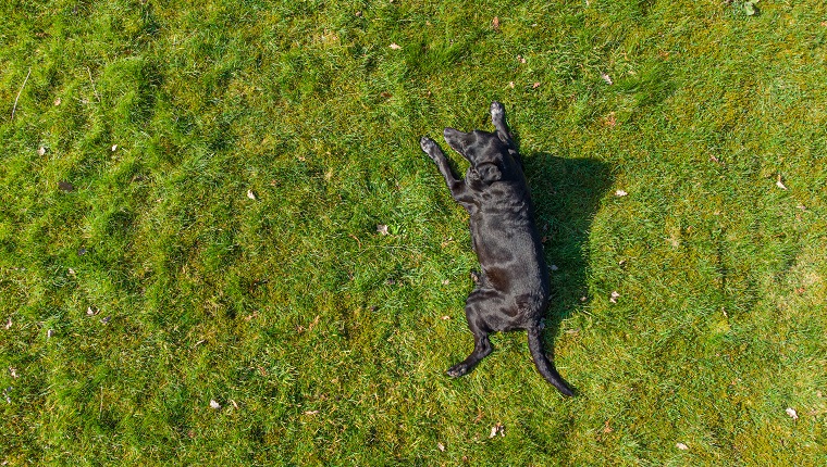 Black Labrador