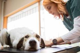 Veterinarian checking dog