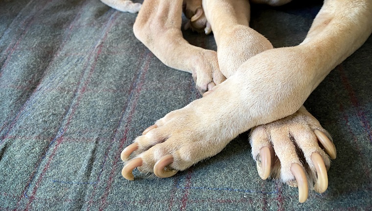 Dog's long nails