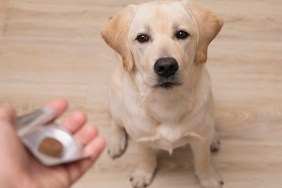 Man vet giving pill to obedient dog. veterinary medicine, pet, animals, health care concept.