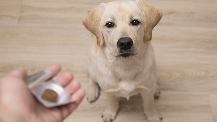 Man vet giving pill to obedient dog. veterinary medicine, pet, animals, health care concept.