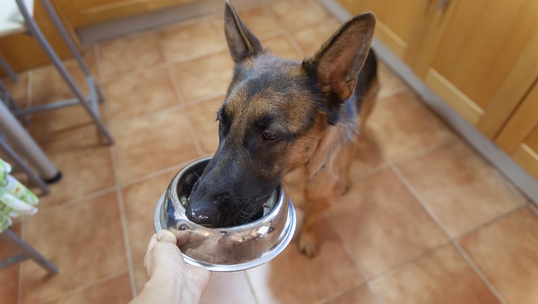 German shepherd, waiting for his mealtime