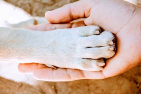 Dog paw and human hand.