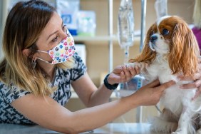 Female veterinarian examines the dog in its owner's lap.