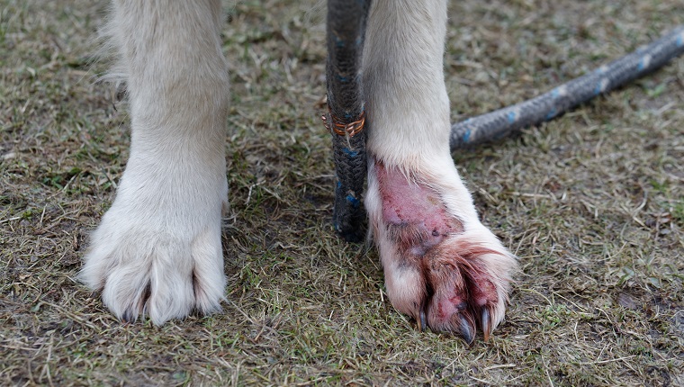 Dermatitis of dog, Golden Retriever. Animal skin disease. Treat dermatitis infection on leg.