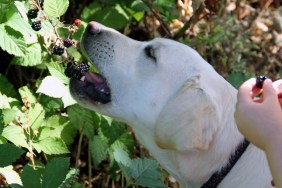 A dog is helping herself to blackberries as they hang down from the bush.