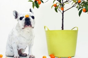 French bulldog kumquats juanto tree, white background.