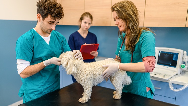 Veterinarian team doctors examining dog in the clinic.