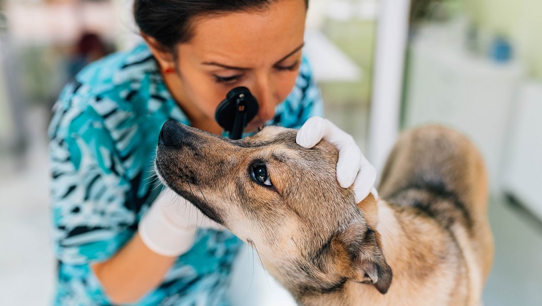 The veterinarian is checking the dog's eyes using medical equipment.