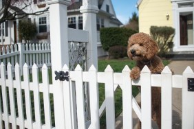 Dog looking out from garden fence on hind legs