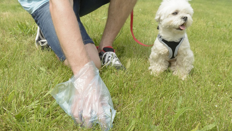 Owner cleaning up after the dog with plastic bag