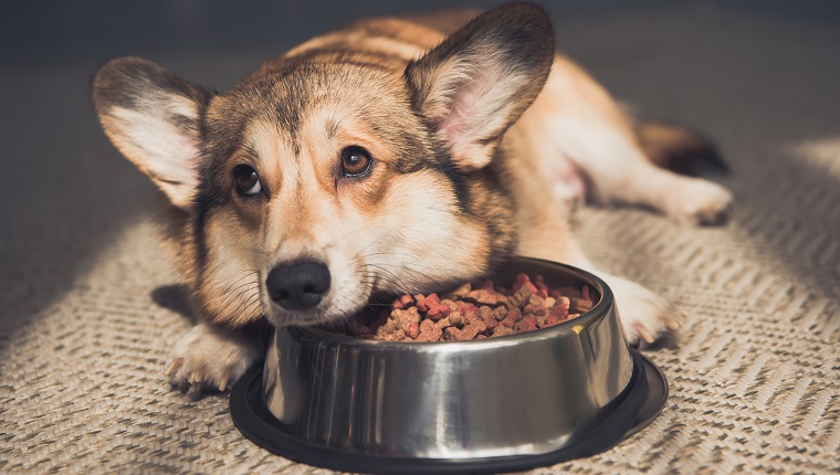 Upset Pembroke Welsh Corgi lying on bowl full of dog food