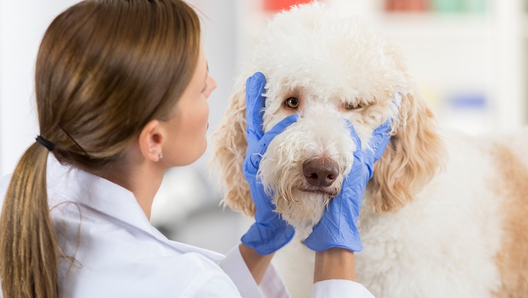 Female vet examines a large dog's eyes during a medical exam she is wearing protective gloves.