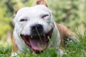 Dog lying on the grass in the park and coughs