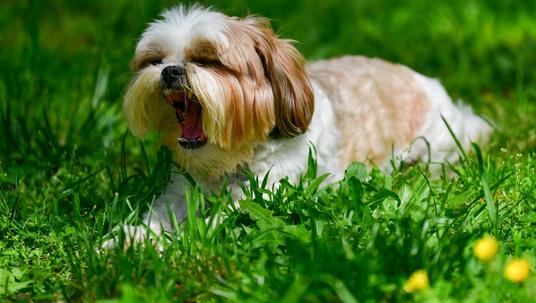 Shih Tzu male in grass